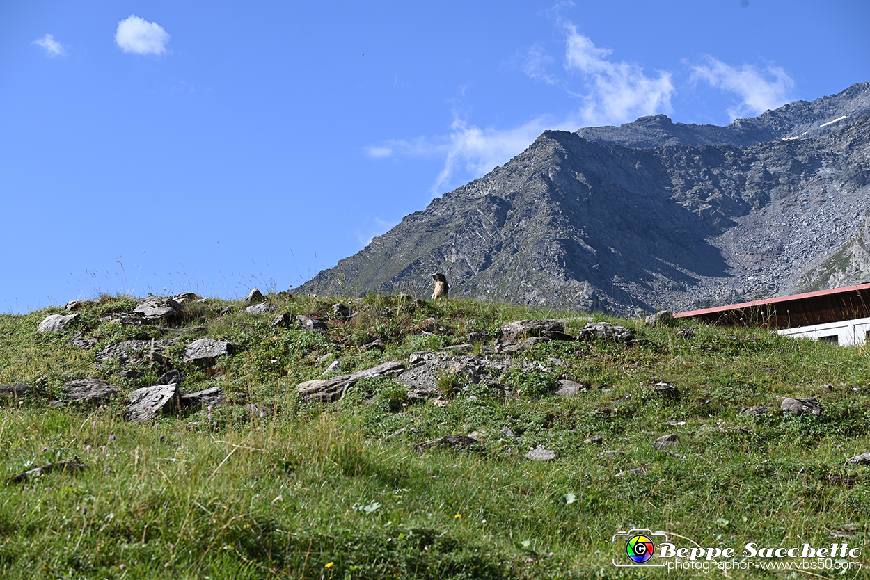 VBS_1 -  Plateau du Mont-Cenise, Grand Croix, Marmotte_-_0105 mt.jpg